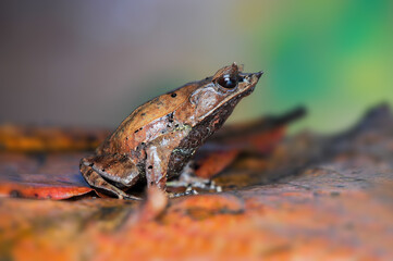 Horned Frog on a leaf