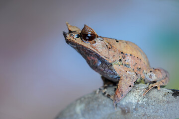 Horned Frog on a  twigs