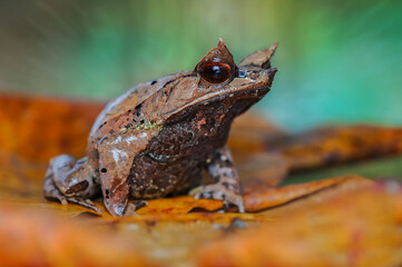 Horned Frog on a leaf