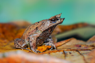 Horned Frog on a leaf