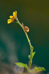 Snails crossing a flower