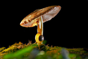Snails crossing a Mushrooms