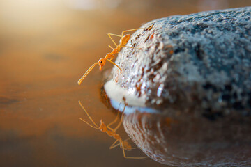 Ant Crossing a Stone