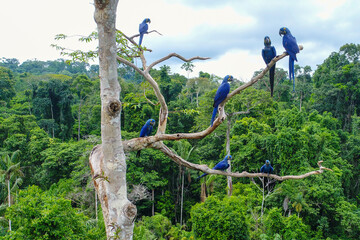 Aerial photo taken with a drone of a group of hyacinth macaw (Anodorhynchus hyacinthinus) in the canopy of a tree in an area of Brazilian Amazon forest. - obrazy, fototapety, plakaty