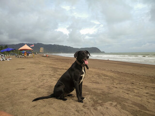 dog on the beach of jaco