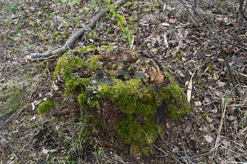A tree stump overgrown with moss in spring. Withered leaves in the background.
