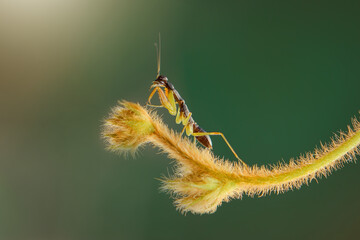 Mantis On a flower