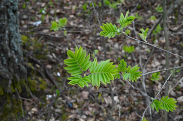 Closep of a rowan (sorbus aucuparia) leaves in the forest in the spring.