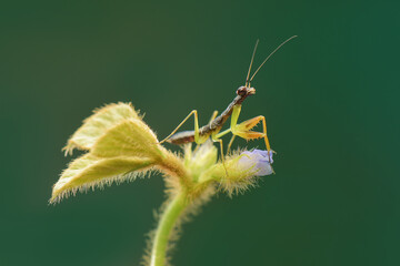 Mantis On a flower