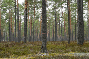 Pine forest with marked trees for cutting in the foreground.