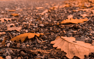 autumn leaves on the ground