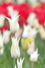 Obraz premium flower bed with colourful tulips