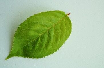 癒しの緑　桜の葉　