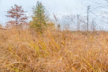 Fototapeta premium Forest trees, bushes and grass