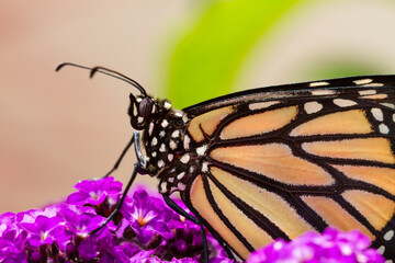 Monarch Butterfly Close UP