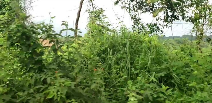 Paneo de paisaje verde con montañas de fondo