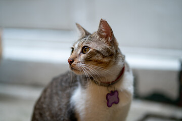 portrait of a cat looking away 