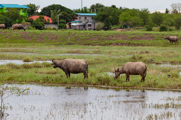 A black buffalo is grazing in a green suburban meadow.