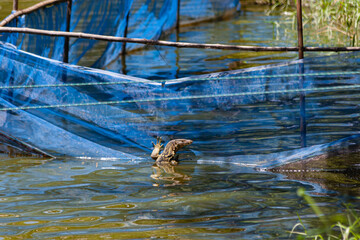 A lizard was clinging to a blue net in the fish pond.