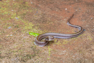 Striped Kukri Snake on wet floor 