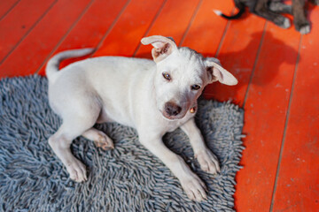 Peeling white dog looking at the camera