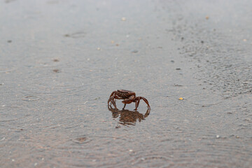 Brown crabs are on a paved road wet with rain.