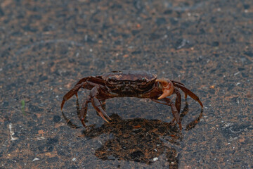 Up front, up close, a black crab on a paved road with water.