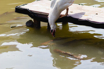 Obraz premium A white Muscovy duck standing on a plank by the pond. Is bowing down to eat the water below the fish.