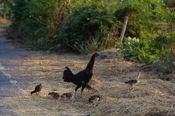 The black hen took many of her chicks to feed on the haystack near the paved road
