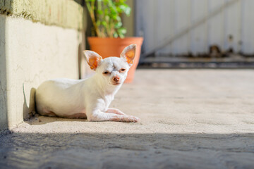 Chihuahueña perro canino cachorra - obrazy, fototapety, plakaty