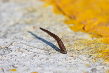 The stretching slugs were moving on the white concrete.