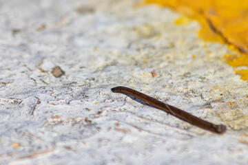 The stretching slugs were moving on the white concrete.