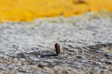 Side view The slugs are shrinking their bodies on the concrete floor.