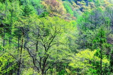 新緑に萌える安達太良山麓