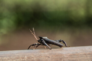 grasshopper on the rock
