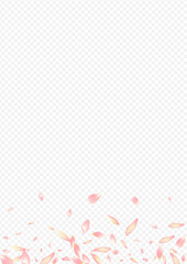 Red Bloom Vector Transparent Background. Blossom Springtime Illustration. Rose Japanese Design. Blooming Invitation Card. Purple Floral Rain Template.