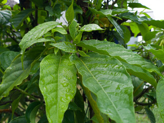 leaves in the garden