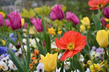 field of tulips