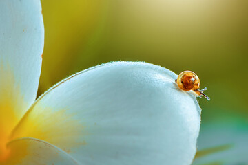 Snail on flowers