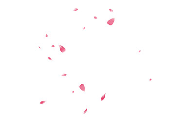 Fototapeta na wymiar Pastel Sakura Petal Vector White Background. Transparent Spring Flower Petal Product. Rose Petal Romantic Congratulation. Springtime Lotus Petal Template.