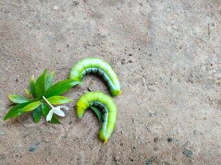 caterpillar on the ground
