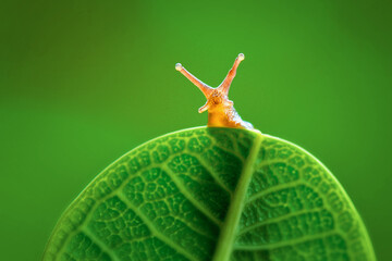  Snail  on leaf  green background - Powered by Adobe