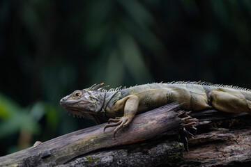 iguana on a branch