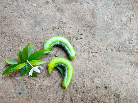 caterpillar on the ground
