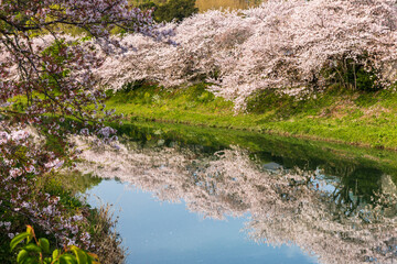 Fototapeta na wymiar 満開の桜と川面に映る桜、勝間田川