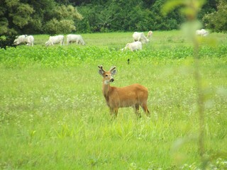 deer in the meadow