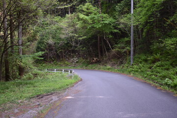 日本　群馬　中之条町　山中風景　道