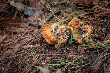 Wild mushrooms and fungi found in forests of Australia