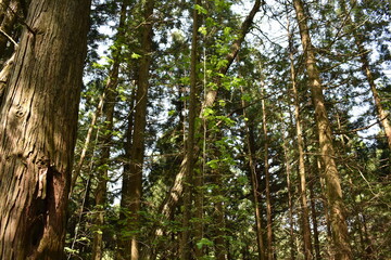 日本　群馬　中之条町　山中風景　道