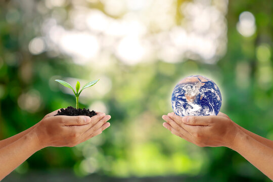 Exchange of planets in the hands of humans with young plants in the hands of humans, concept of Earth Day and Conservation of the Environment.Elements of this image decorated by NASA.